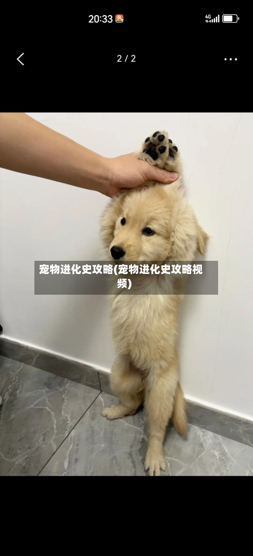 宠物进化史攻略(宠物进化史攻略视频)-第1张图片