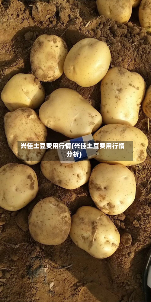 兴佳土豆费用行情(兴佳土豆费用行情分析)-第1张图片