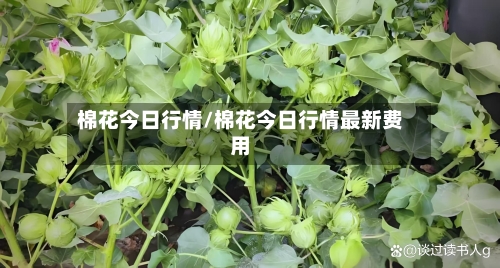 棉花今日行情/棉花今日行情最新费用-第1张图片