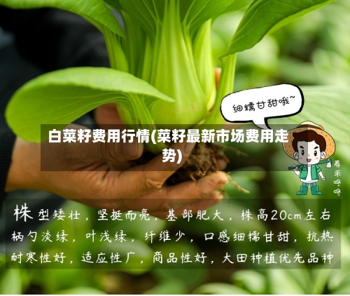 白菜籽费用行情(菜籽最新市场费用走势)-第1张图片
