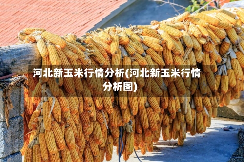 河北新玉米行情分析(河北新玉米行情分析图)-第1张图片