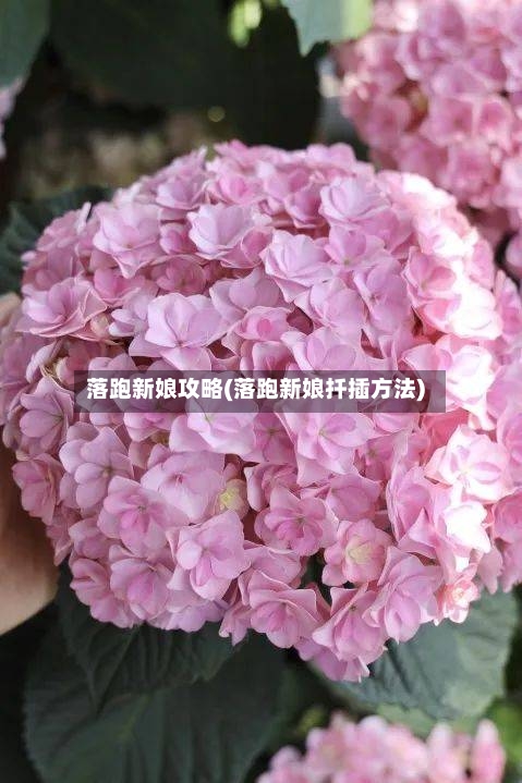 落跑新娘攻略(落跑新娘扦插方法)-第1张图片