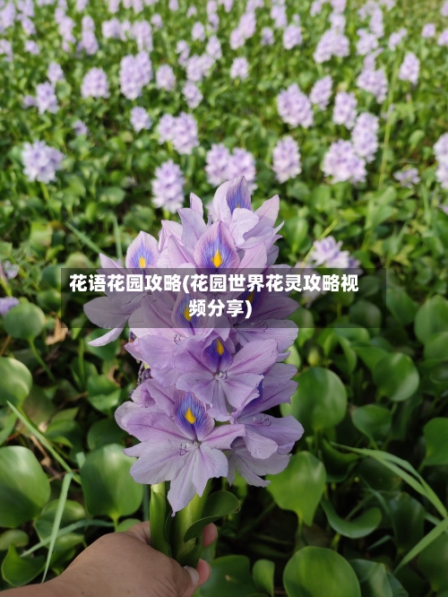 花语花园攻略(花园世界花灵攻略视频分享)-第1张图片