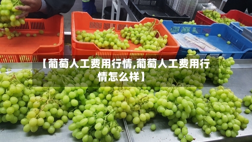 【葡萄人工费用行情,葡萄人工费用行情怎么样】