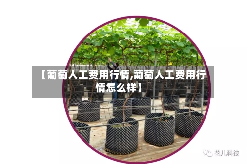 【葡萄人工费用行情,葡萄人工费用行情怎么样】-第3张图片