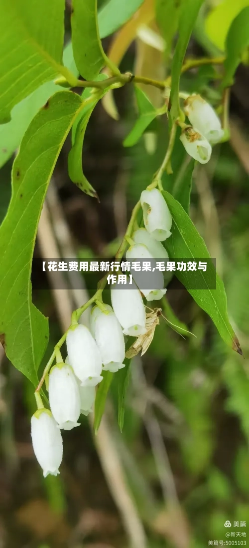 【花生费用最新行情毛果,毛果功效与作用】-第1张图片