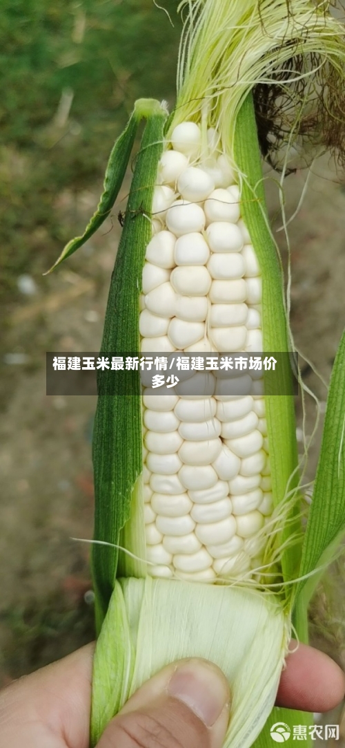 福建玉米最新行情/福建玉米市场价多少-第1张图片