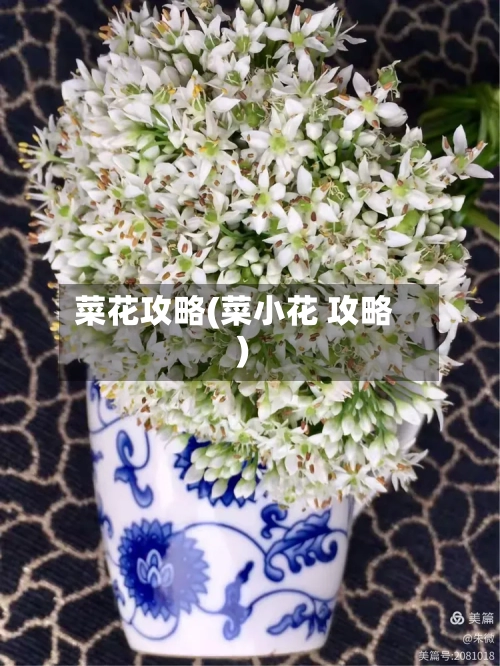 菜花攻略(菜小花 攻略)-第1张图片
