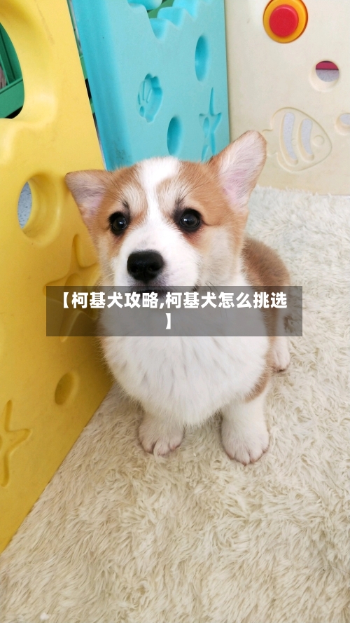 【柯基犬攻略,柯基犬怎么挑选】-第1张图片