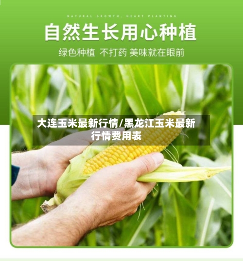 大连玉米最新行情/黑龙江玉米最新行情费用表-第1张图片