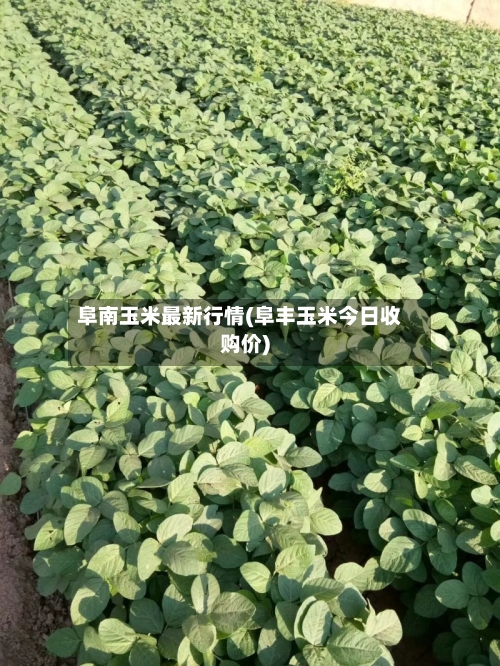 阜南玉米最新行情(阜丰玉米今日收购价)-第1张图片