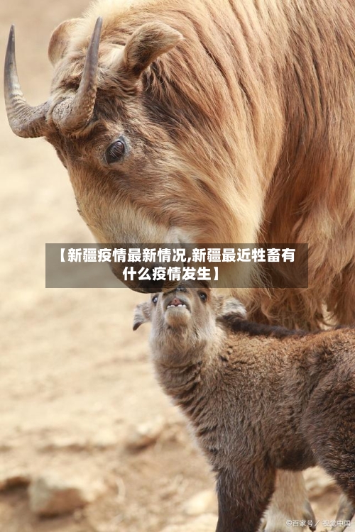 【新疆疫情最新情况,新疆最近牲畜有什么疫情发生】-第2张图片