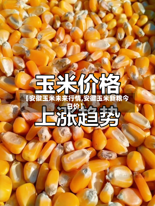 【安徽玉米未来行情,安徽玉米新粮今日价】-第2张图片