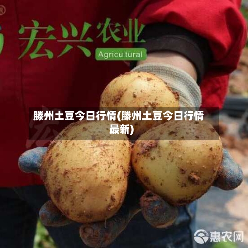 滕州土豆今日行情(滕州土豆今日行情最新)-第1张图片