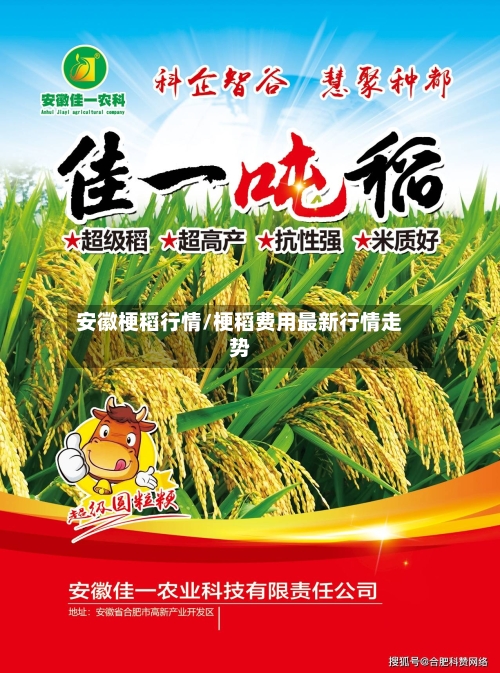 安徽梗稻行情/梗稻费用最新行情走势-第1张图片