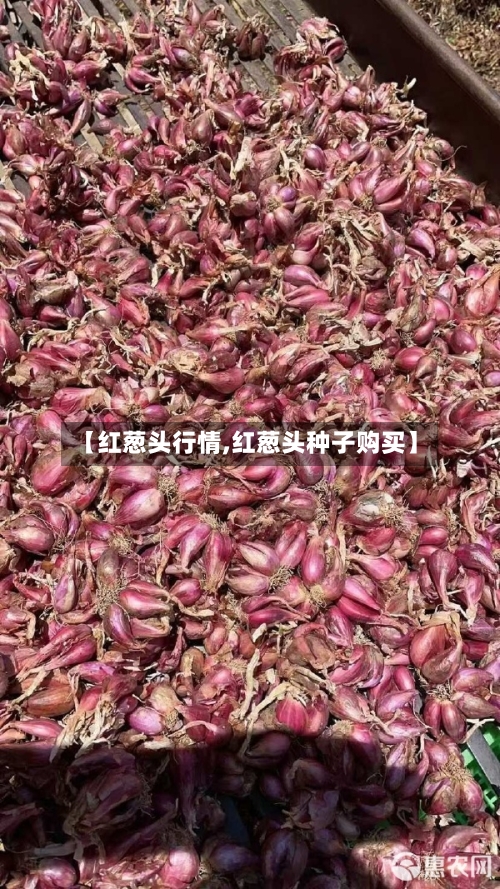 【红葱头行情,红葱头种子购买】-第1张图片