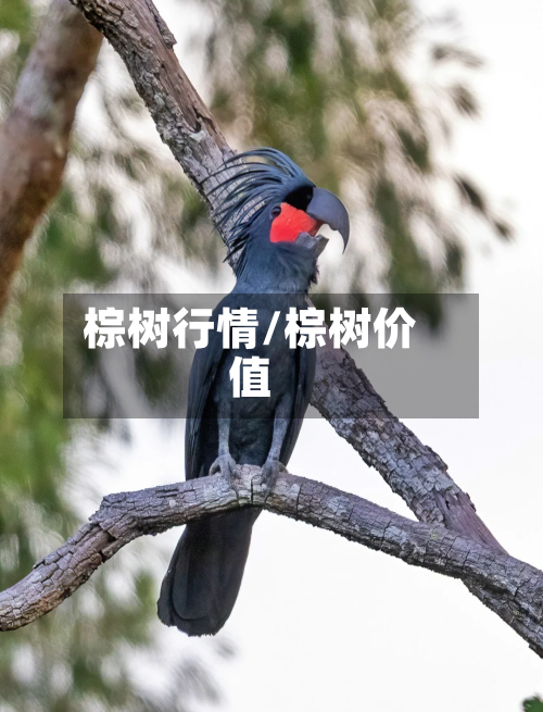 棕树行情/棕树价值-第1张图片