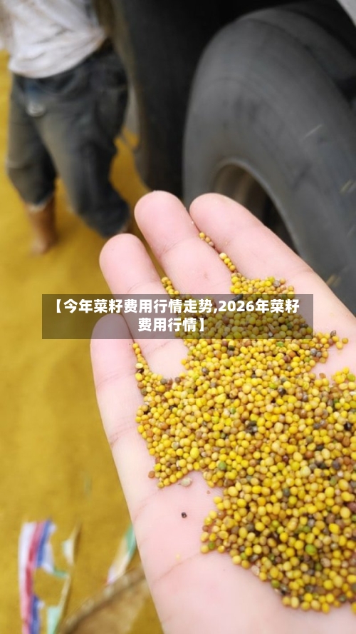 【今年菜籽费用行情走势,2026年菜籽费用行情】-第1张图片