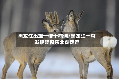 黑龙江出现一传十病例/黑龙江一村发现疑似东北虎足迹