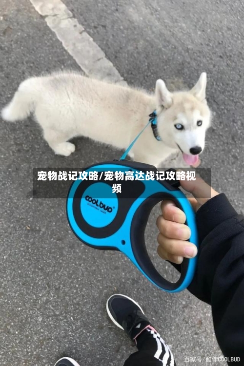 宠物战记攻略/宠物高达战记攻略视频-第1张图片