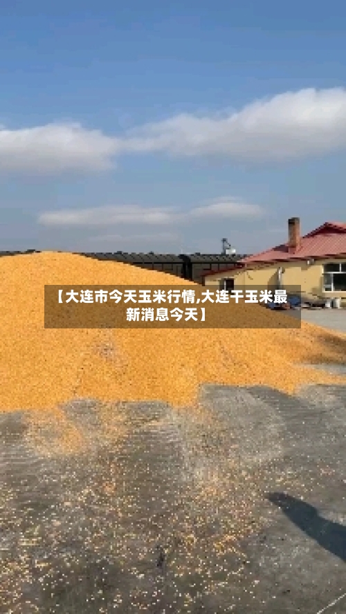 【大连市今天玉米行情,大连干玉米最新消息今天】-第1张图片