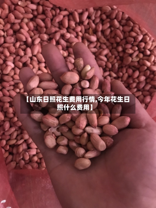 【山东日照花生费用行情,今年花生日照什么费用】-第1张图片