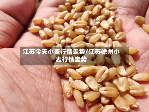 江苏今天小麦行情走势/江苏徐州小麦行情走势-第1张图片