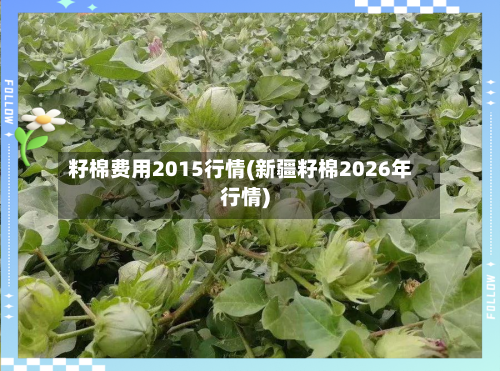 籽棉费用2015行情(新疆籽棉2026年行情)-第1张图片
