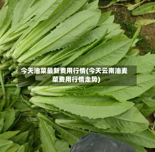 今天油菜最新费用行情(今天云南油麦菜费用行情走势)-第2张图片