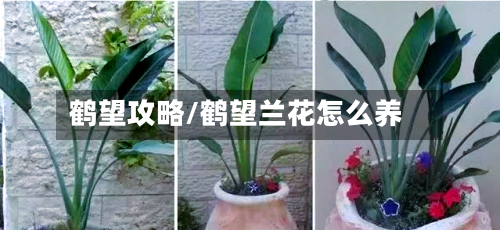 鹤望攻略/鹤望兰花怎么养-第1张图片