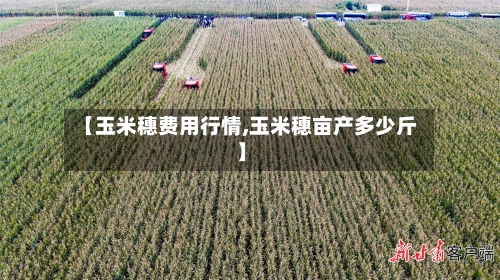 【玉米穗费用行情,玉米穗亩产多少斤】-第1张图片