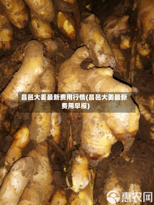 昌邑大姜最新费用行情(昌邑大姜最新费用早报)-第1张图片