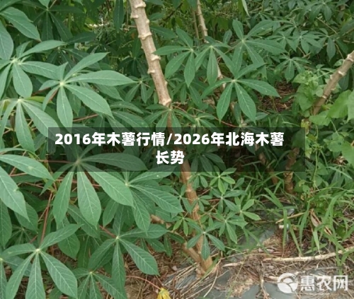 2016年木薯行情/2026年北海木薯长势-第1张图片