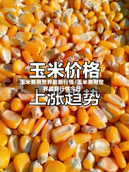 玉米费用世界最新行情/玉米费用世界最新行情今日-第1张图片