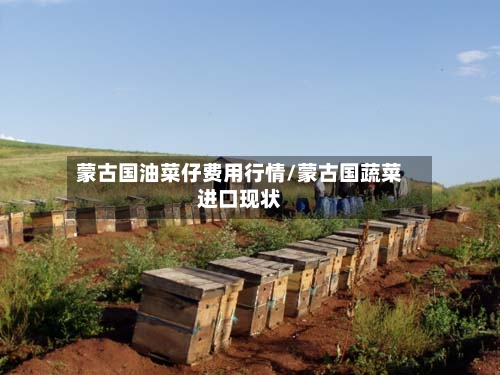 蒙古国油菜仔费用行情/蒙古国蔬菜进口现状-第1张图片