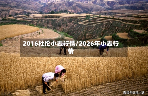 2016杜伦小麦行情/2026年小麦行情-第1张图片