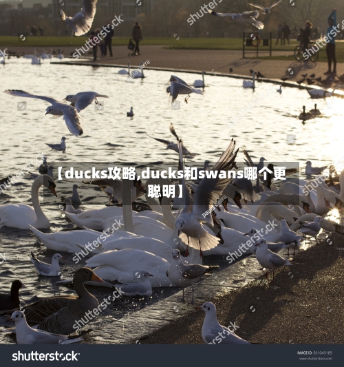 【ducks攻略,ducks和swans哪个更聪明】-第1张图片