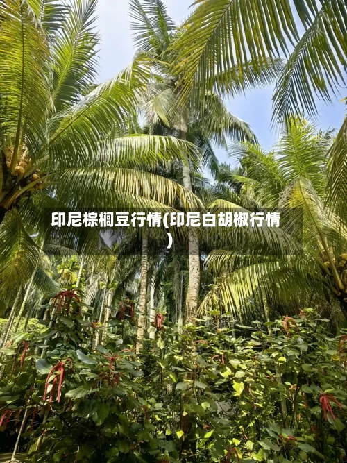 印尼棕榈豆行情(印尼白胡椒行情)-第2张图片
