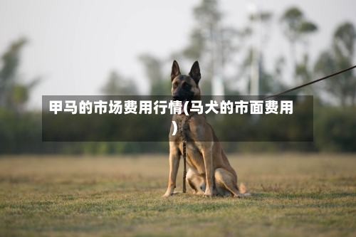 甲马的市场费用行情(马犬的市面费用)