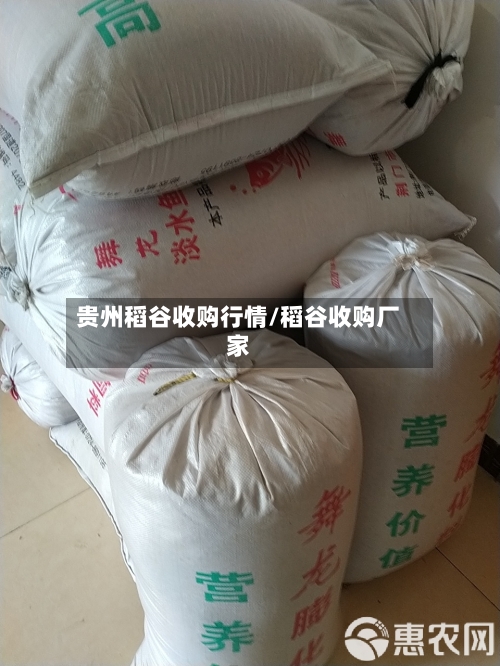 贵州稻谷收购行情/稻谷收购厂家
