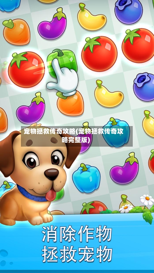 宠物拯救传奇攻略(宠物拯救传奇攻略完整版)-第3张图片