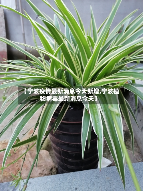 【宁波疫情最新消息今天新增,宁波植物病毒最新消息今天】-第3张图片