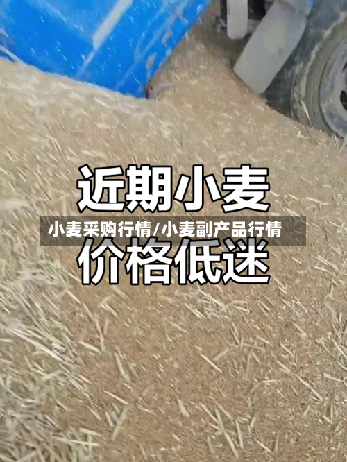 小麦采购行情/小麦副产品行情