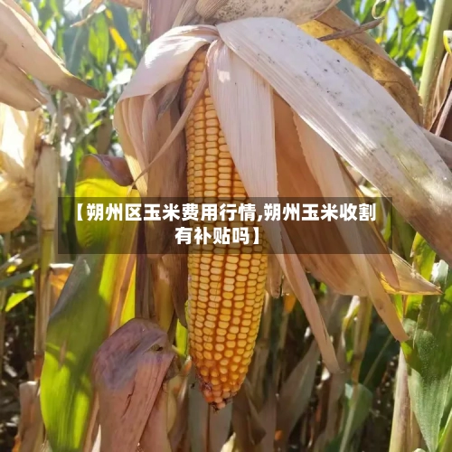 【朔州区玉米费用行情,朔州玉米收割有补贴吗】