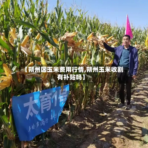 【朔州区玉米费用行情,朔州玉米收割有补贴吗】-第3张图片