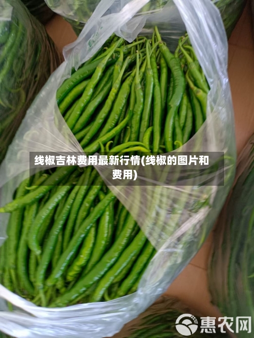 线椒吉林费用最新行情(线椒的图片和费用)