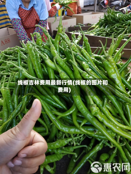 线椒吉林费用最新行情(线椒的图片和费用)-第2张图片