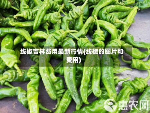线椒吉林费用最新行情(线椒的图片和费用)-第3张图片