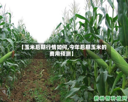 【玉米后期行情如何,今年后期玉米的费用预测】-第2张图片