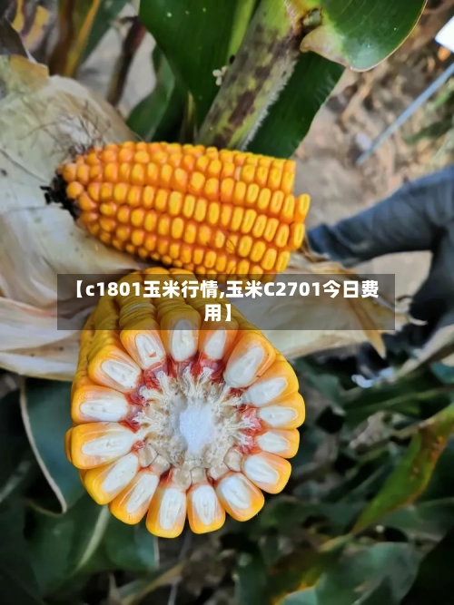 【c1801玉米行情,玉米C2701今日费用】